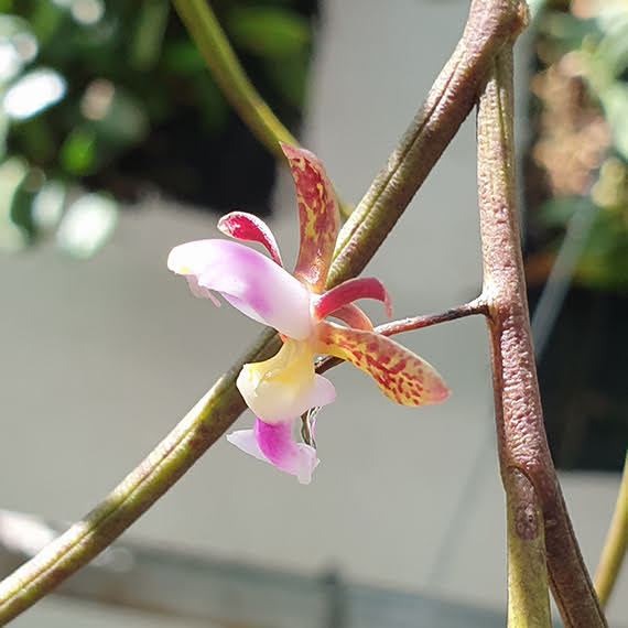 Bulbophyllum khasyanum