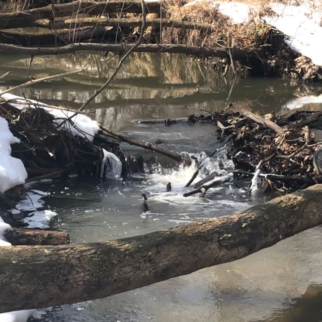 A Little Time and a Keyboard Tracing the Ravine at Beulah Park in Zion