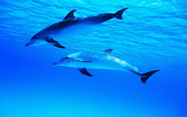 Foto van twee dolfijnen onderwater