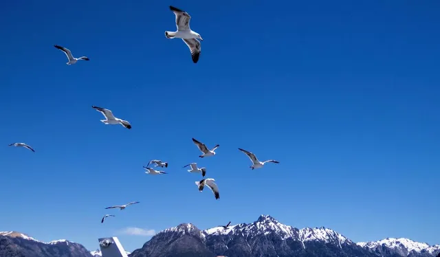 Birds of Patagonia: Seagulls chasing a boat in Bariloche Argentina