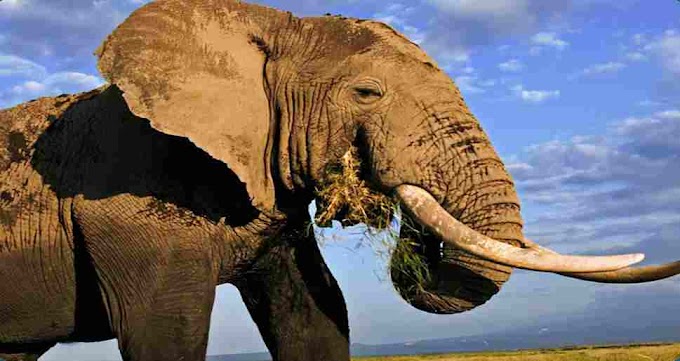 Which animal can not jump?