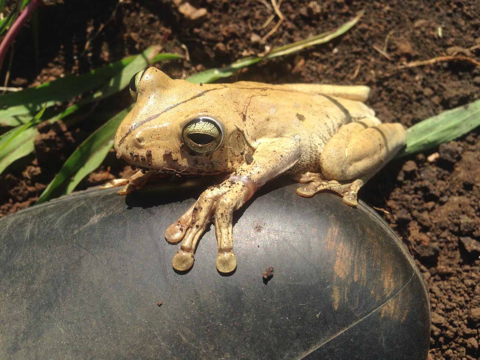 Vida rural Nova integrante no rancho