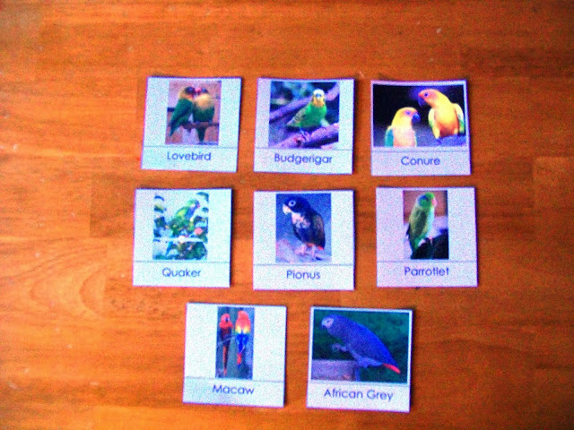 Parrot Nomenclature Cards