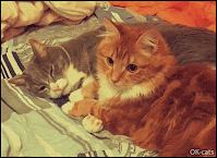Cute Cat GIF • Don't be afraid of them darling, I am with you and will always protect you ♥