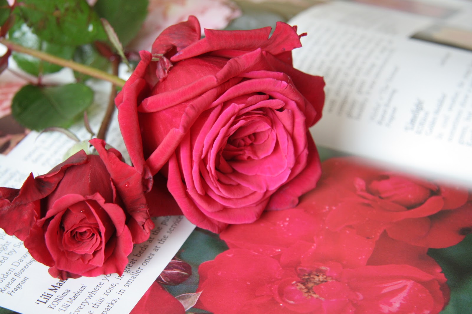 Rosebud Quilting: Pink Saturday- Roses and Stamped Cards