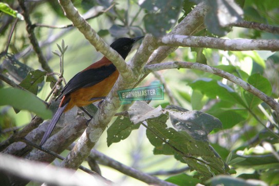 Mengenal Lebih Dekat Burung Cucak Rowo Papua Di Habitat Aslinya