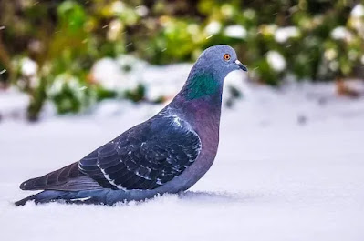 Pigeon Bird In Hindi