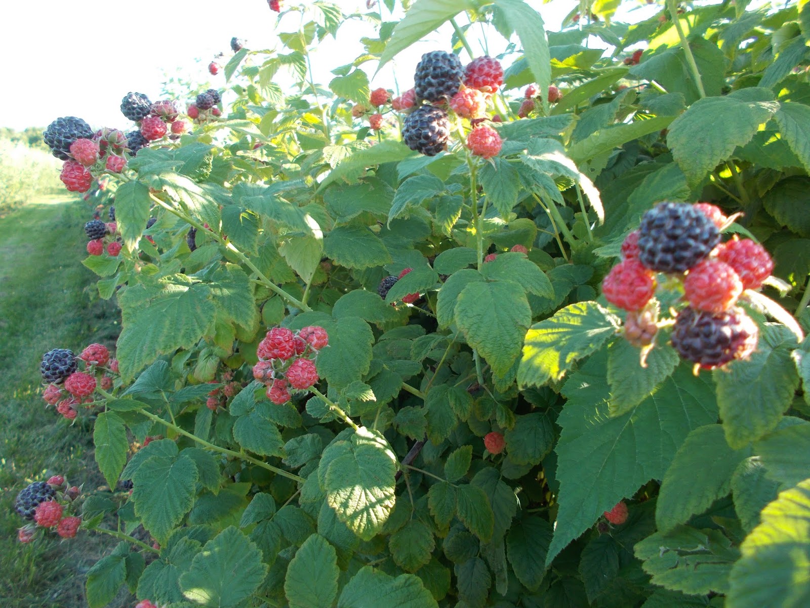 Brenda's Berries & Orchards: Many Raspberries, Some 'Natchez' Thornless