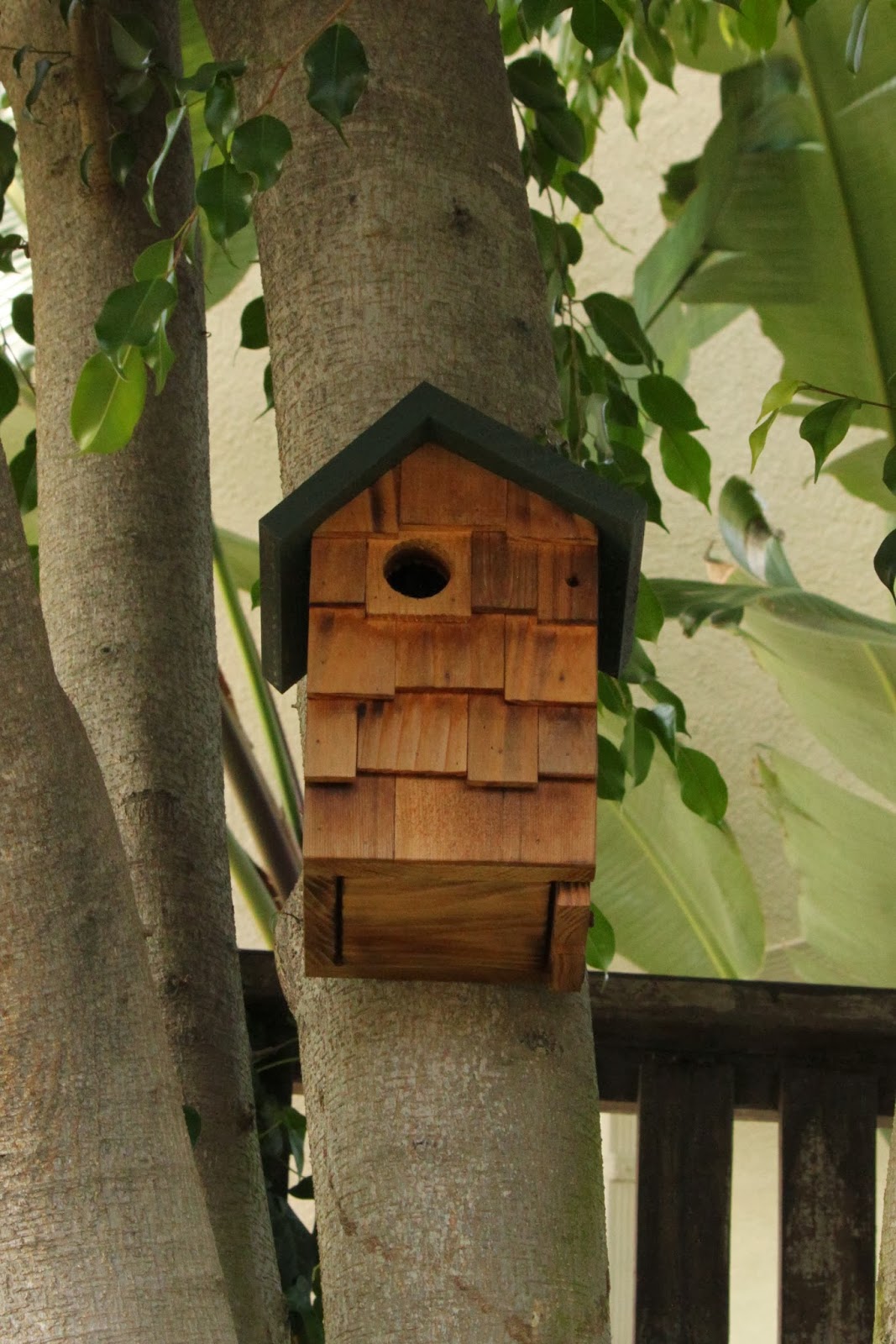The Backyard Birder Do you suffer from "empty nestbox syndrome?"