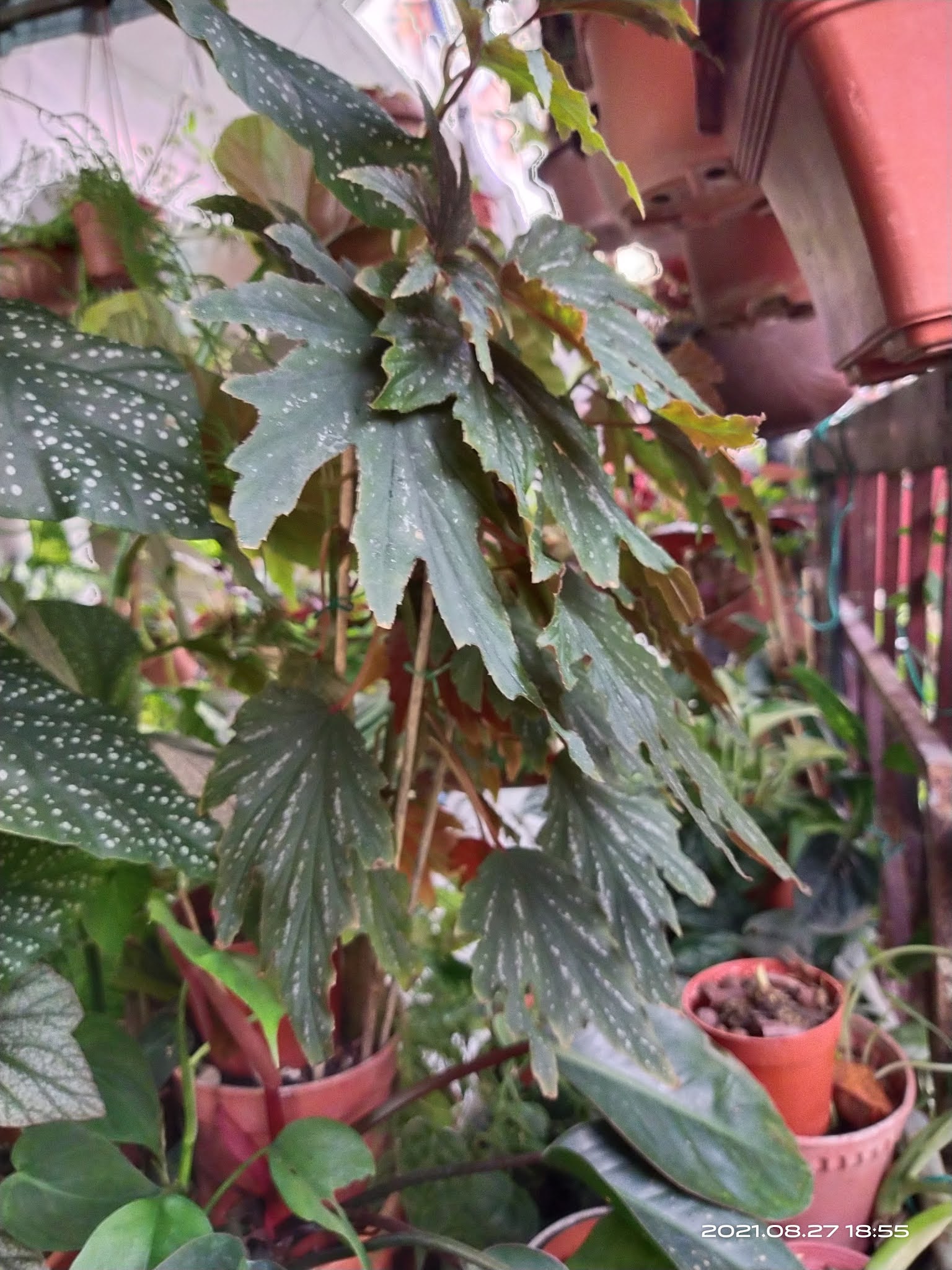 Garden Chronicles : Repot Begonia to Correct Potting Medium