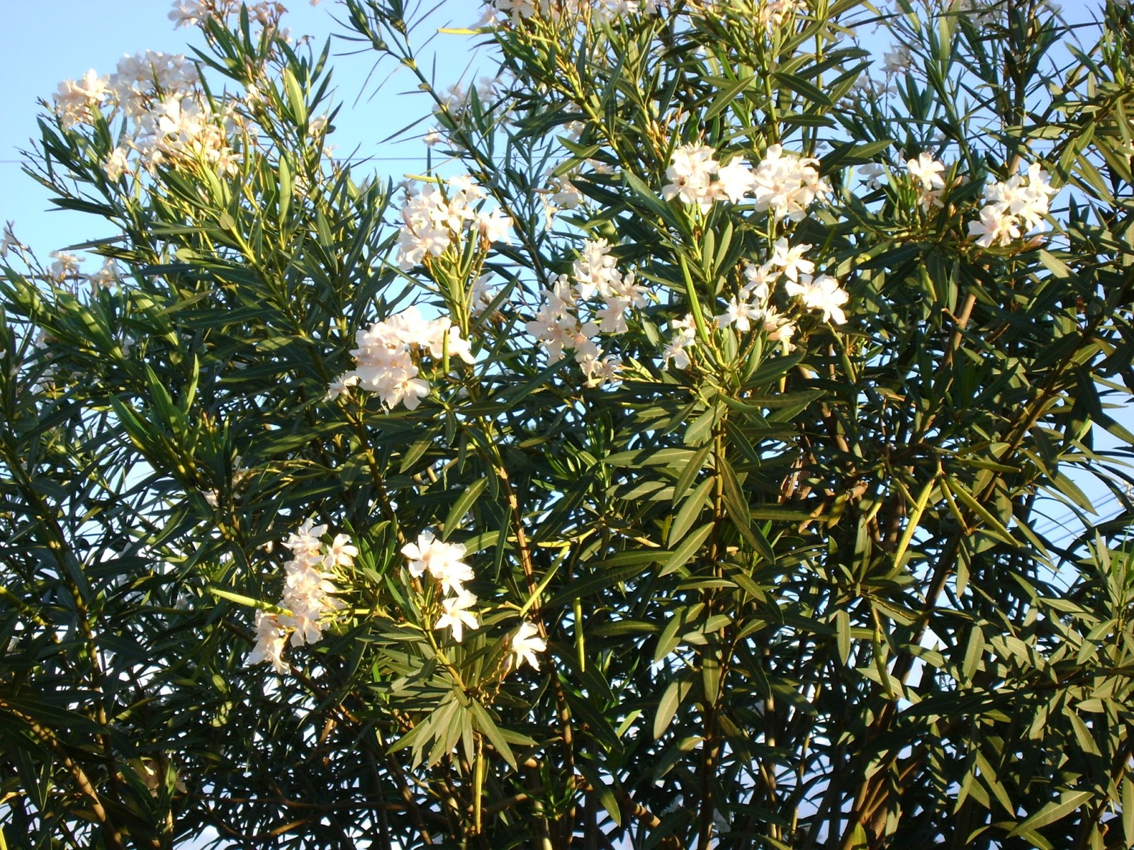 Espirradeira Nerium Oleander Diário De Uma Sementeira
