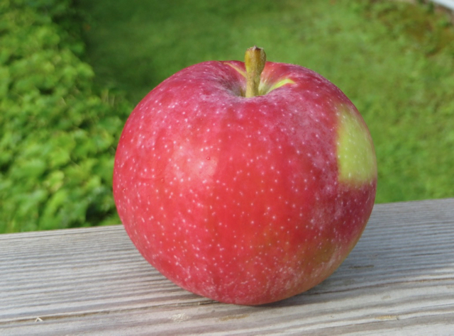 McIntosh Apples  Bite Size 