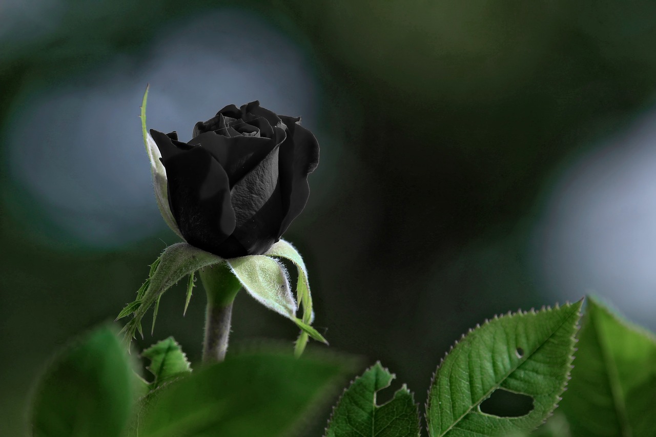 black rose 1556129022
