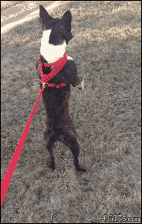 03-funny-gif-329-dog-walking.gif
