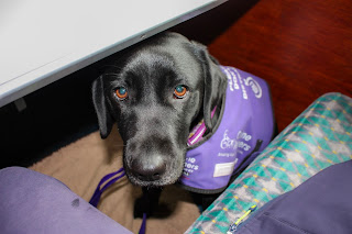 Photo of Liggy sitting under the table on the train