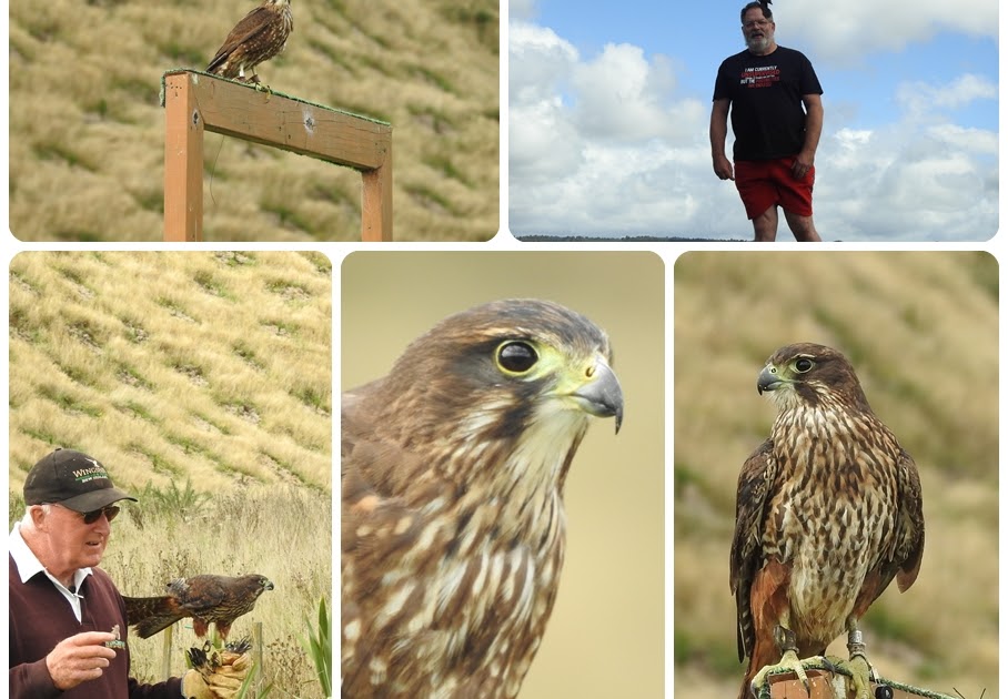 photographing New Zealand Wingspan