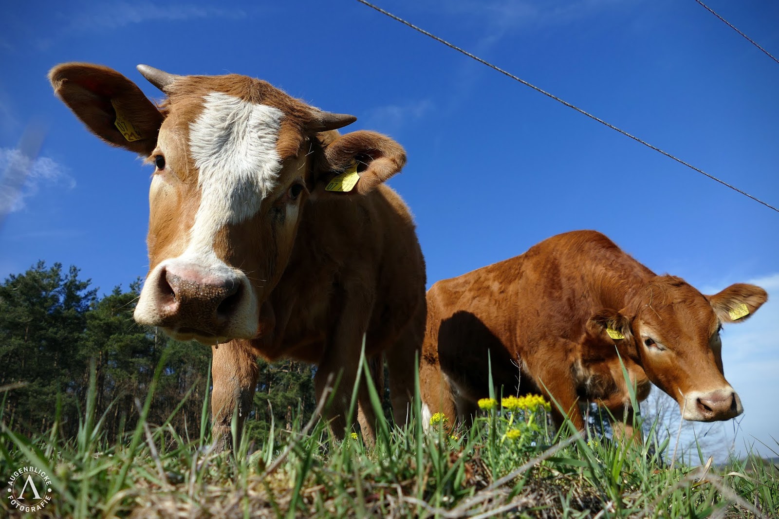Augenblicke Fotografie: Ich mag Kühe!