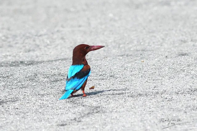 White-throated Kingfisher - landed on the ground