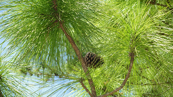 Fusiform rust disease easily colonizes slash pines