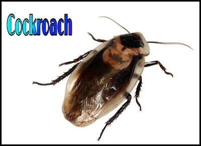 Cockroach Information In Hindi - कॉकरोच के बारे जानकारी