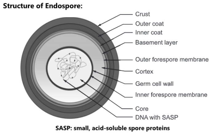 Structure of endospore