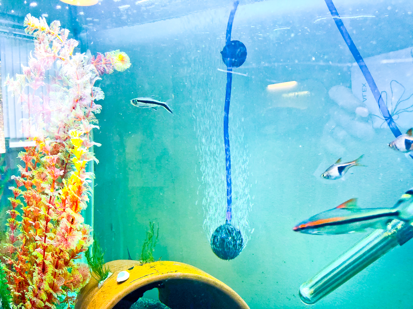 How To Set Up & Take Care Of An Aquarium With Kids Alex Gladwin Blog
