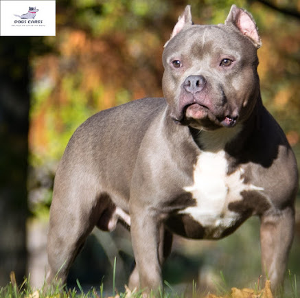  American Bully