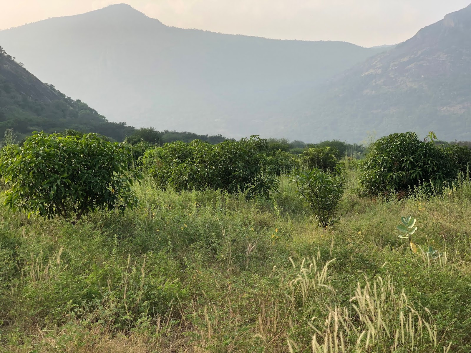 AGRI LANDS CHEAP MANGO FARM FOR SALE WITH FREE ELECTRICITY