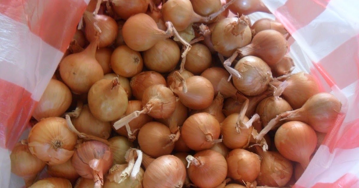 Annie's Journal Growing bulb onion the easy way