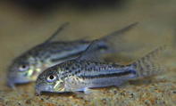 Jenis Ikan Corydoras bondi