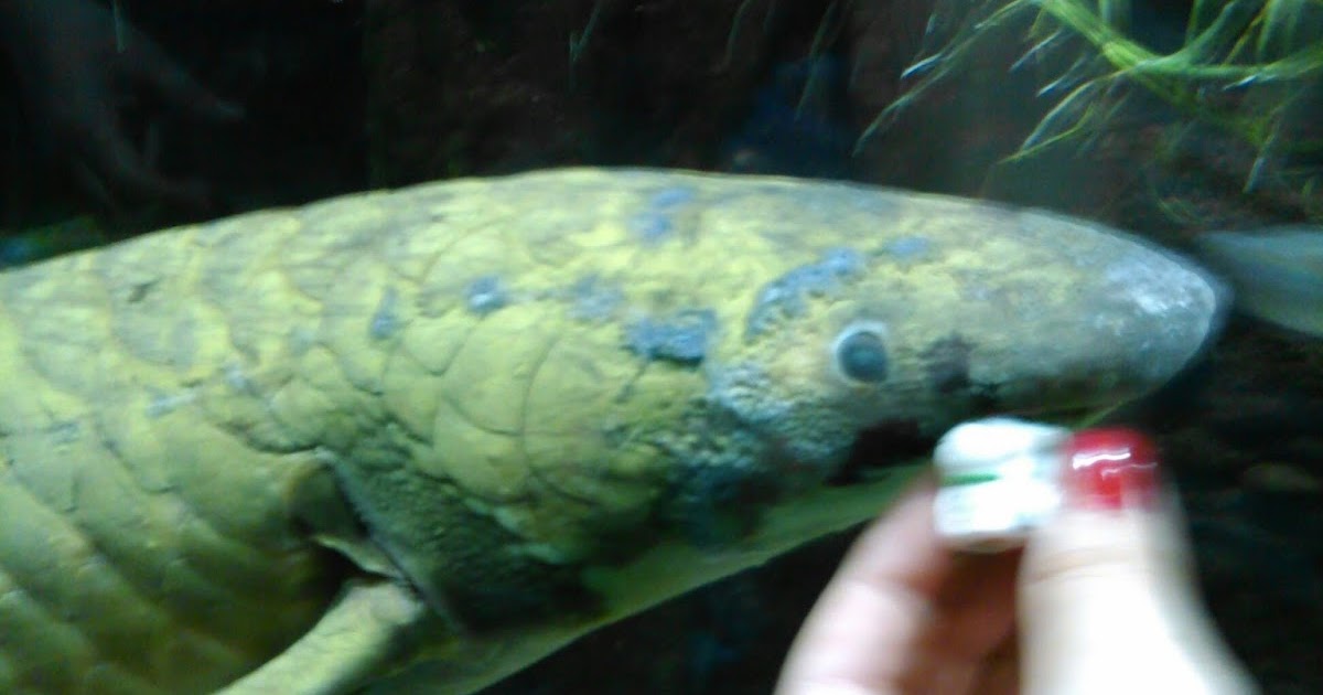 2 Chambered Heart Fish Secrets of the Four Chambers Revealed by