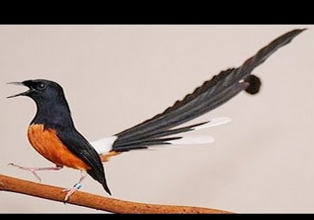 10 Kumpulan Gambar Burung Murai Batu Lucu Gambar Foto Burung