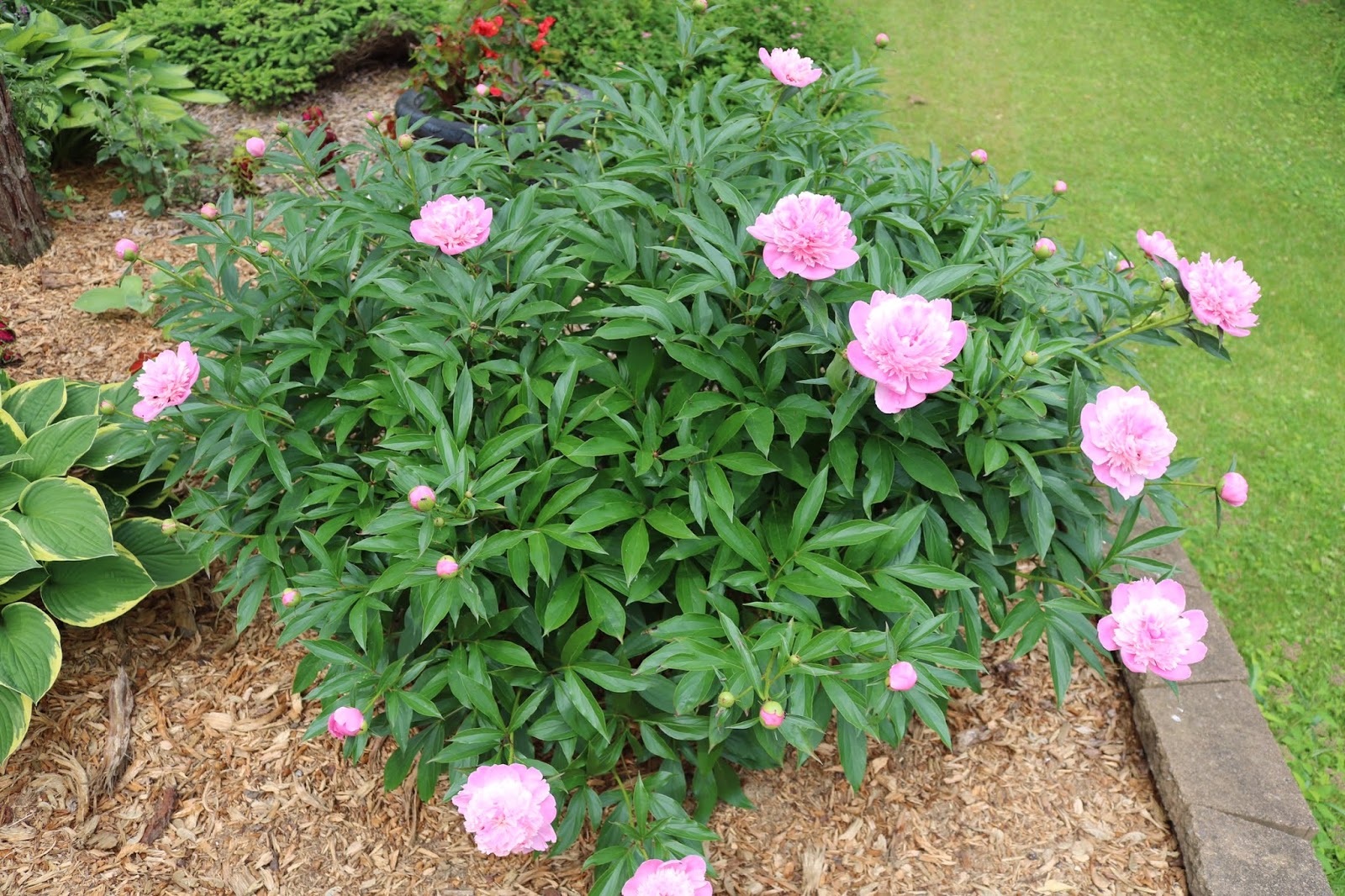 Mama Elephant Design Blog Stamp Highlight Peonies In Bloom