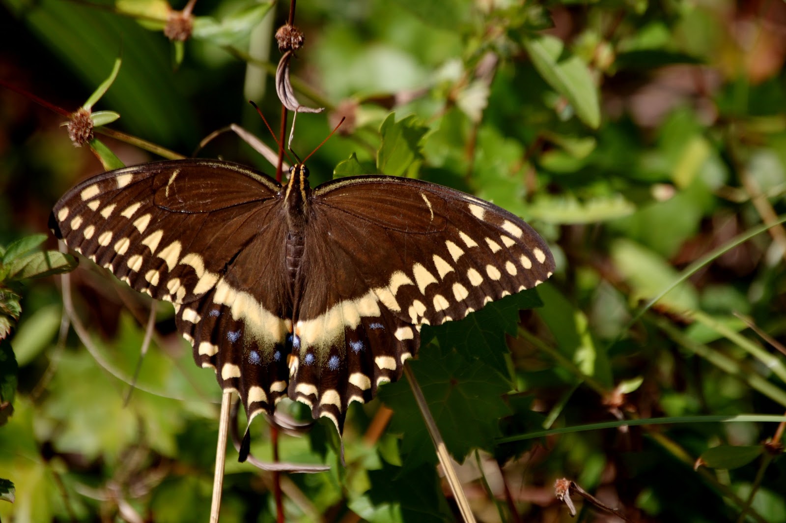 Field Notes and Photos Florida Fall Butterflies