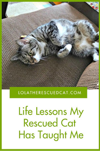 Lessons I learned from my rescued cat