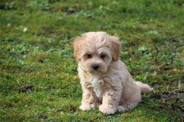 anjing Maltipoo peliharaan yang cocok untuk pemula