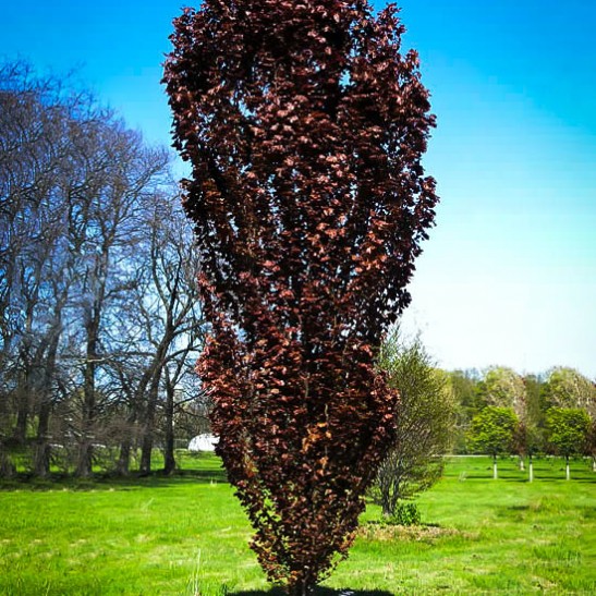 Red Obelisk European Beech Tree A Tree for Tight Spaces
