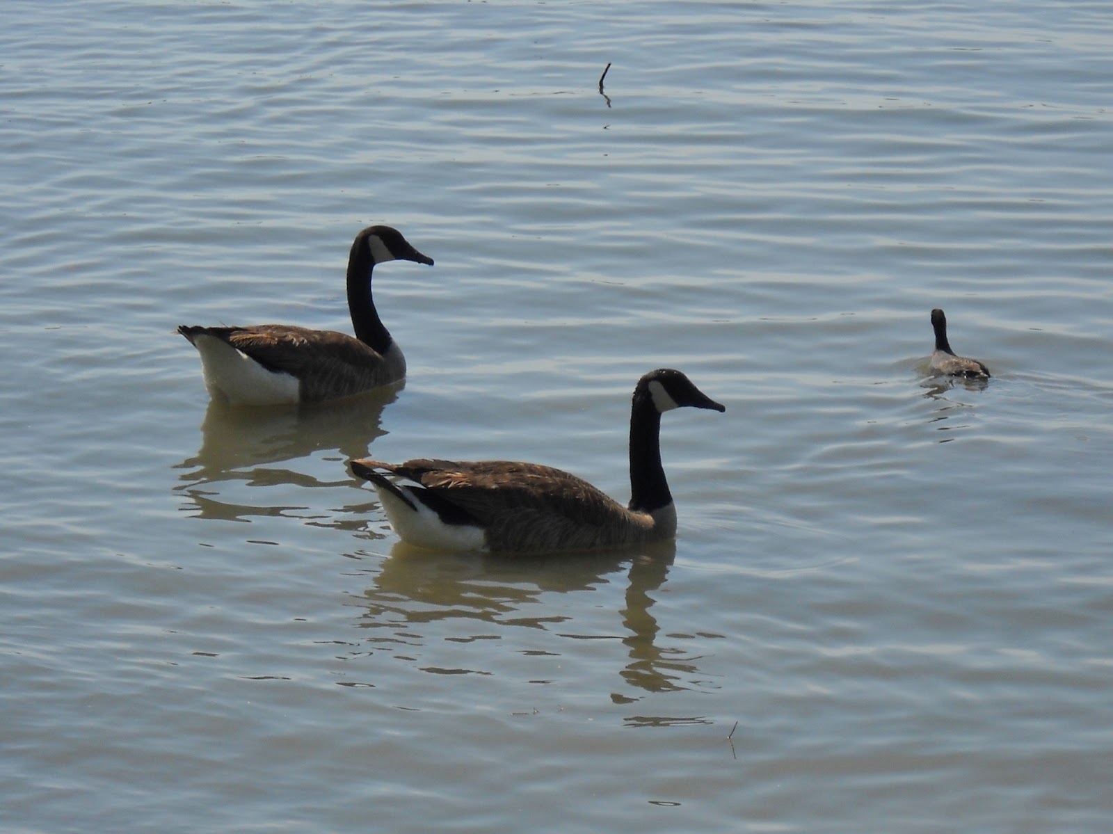 White Rock Lake, Dallas, Texas Migrating Canadian Geese Arrive at White Rock Lake