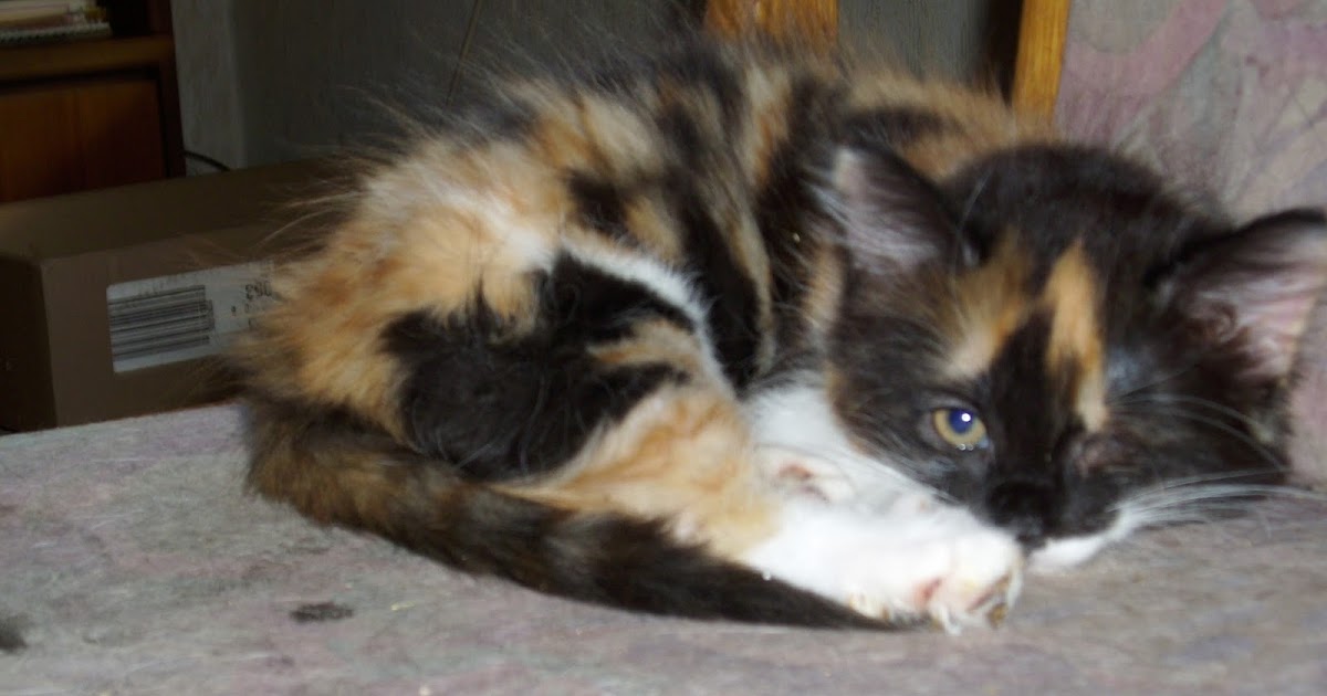 Unsere Haustiere Tränendes Auge bei Katze