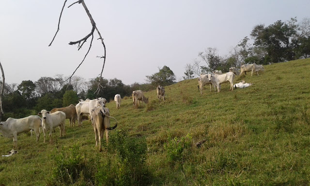 Iretama - PM recupera 31 cabeças de gado em Iretama; um homem de 32 anos foi preso por receptação