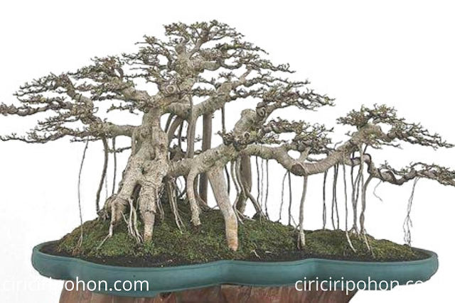 Ciri Ciri Pohon Bonsai Beringin