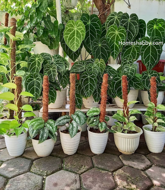 Ide Mengatur Taman Dengan Satu Jenis Tanaman. Harga Murah dan Mudah