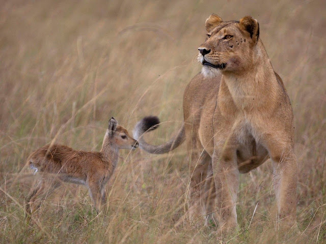 Львица, которая встретила этого малыша антилопы, приняла его как родного