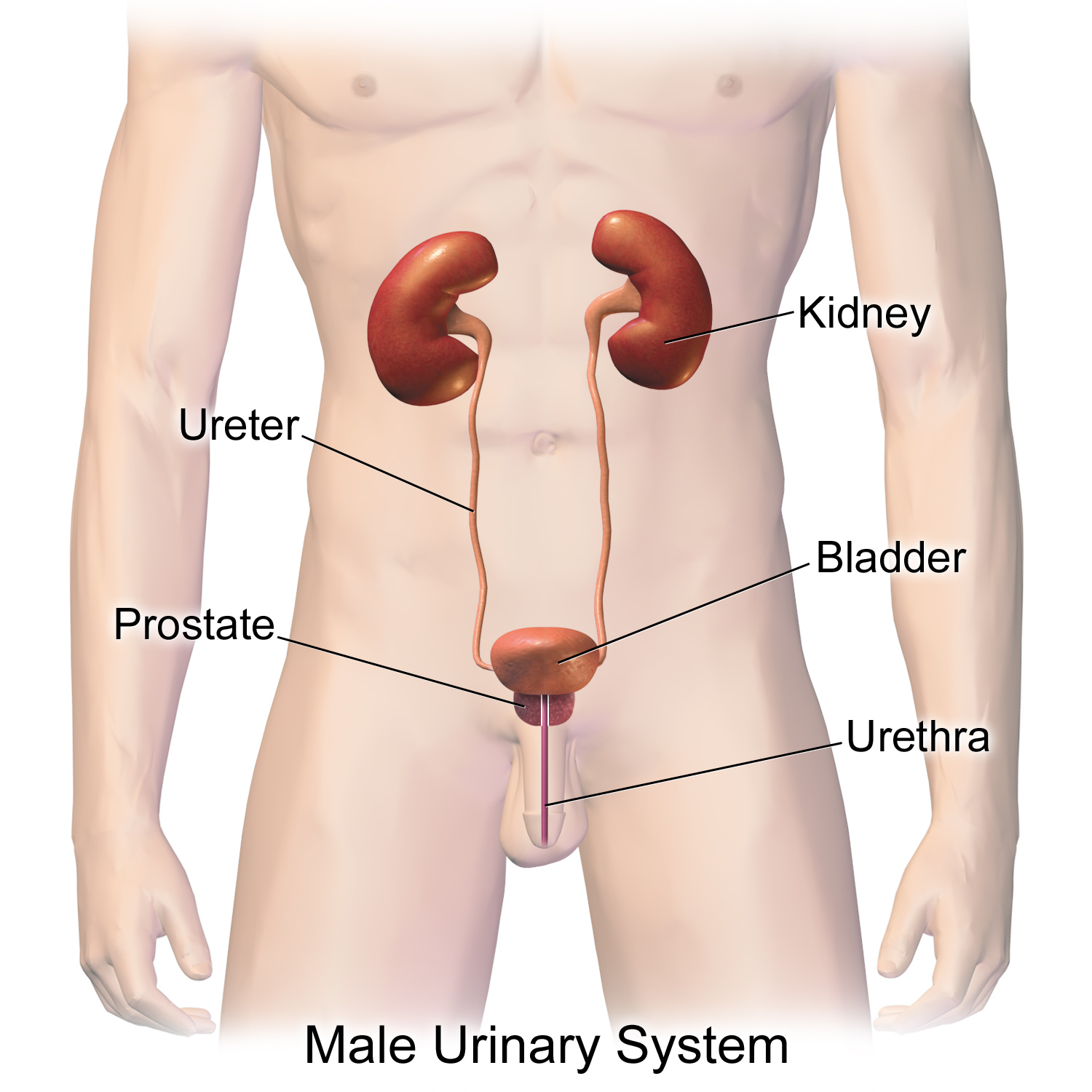 blood in urine, Kidney Problems, UTI, Urinary Tract Infection, Hematuria, blood in urine in Nepali;
