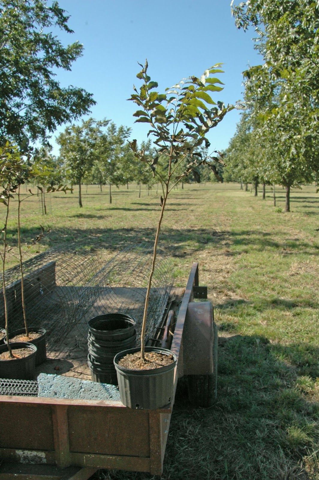 Northern Pecans Fall pecan tree planting