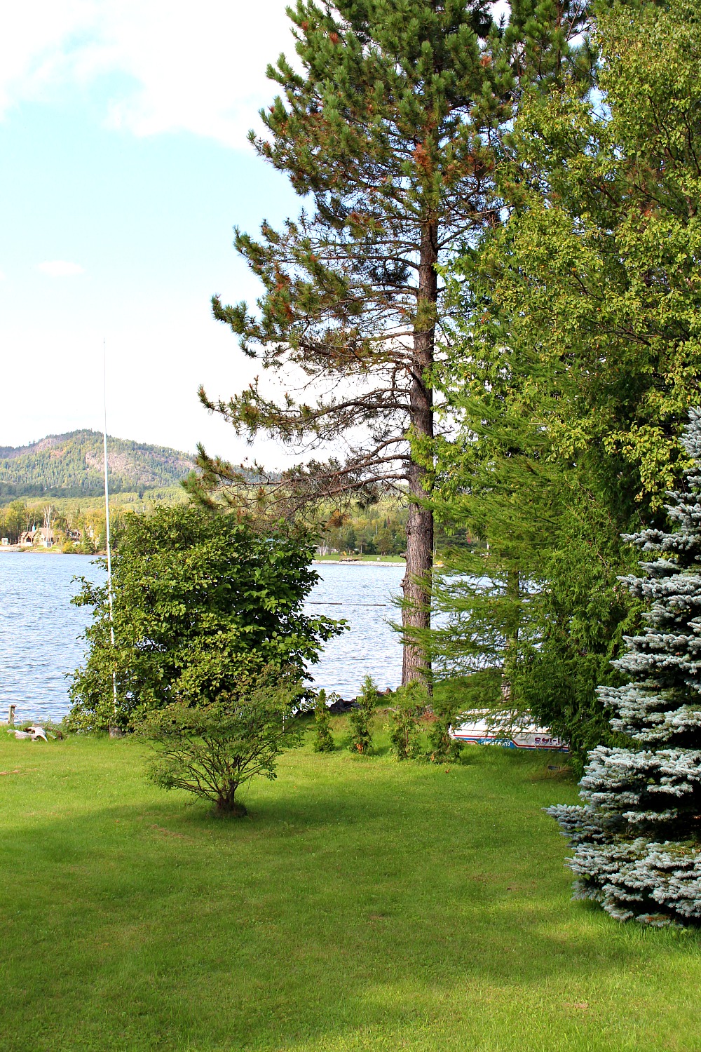 Newly Planted Cedar Newly Planted Cedar