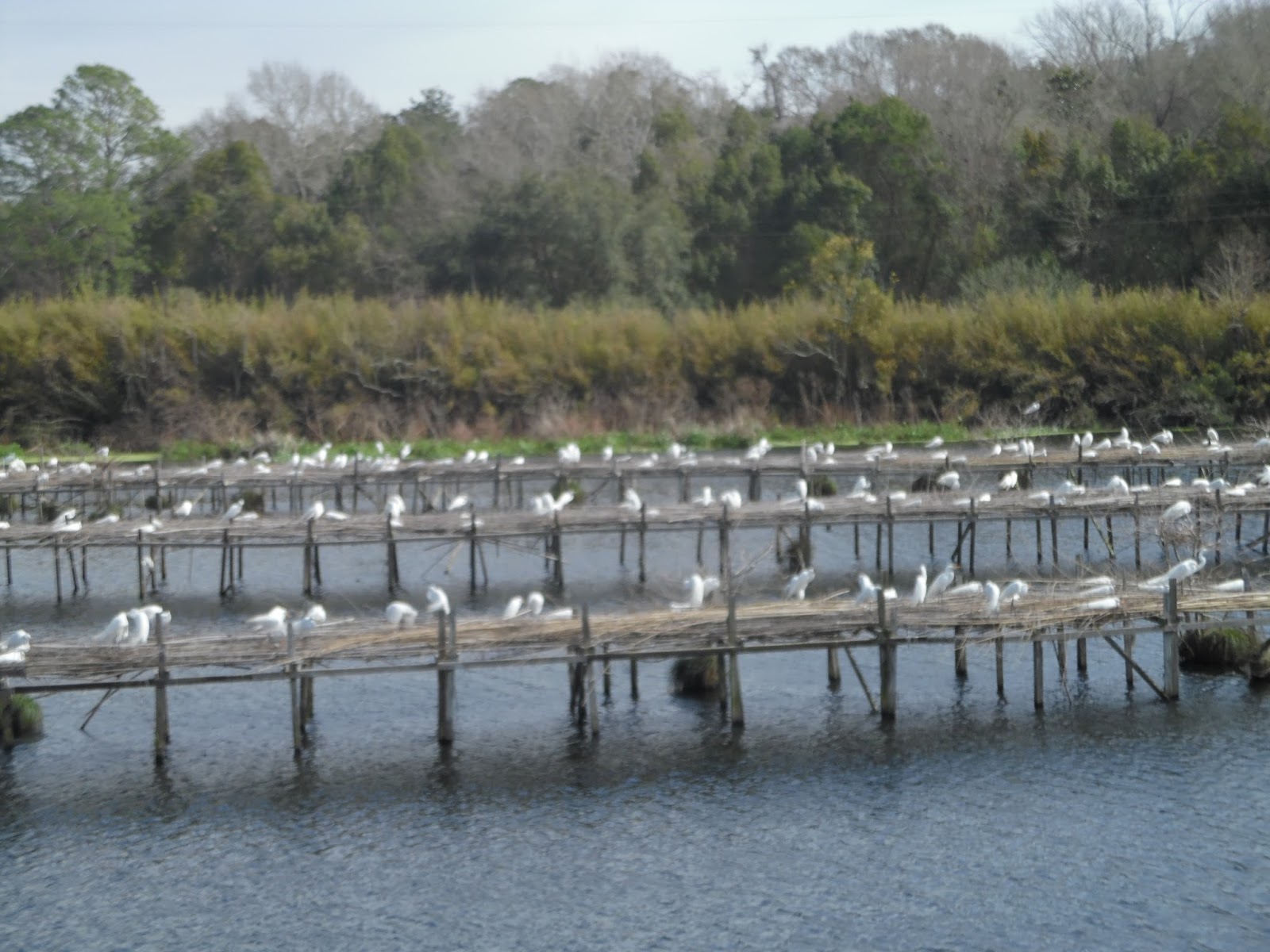 Where in the USA RV? Betty's RV Park, Abbeville, Louisiana