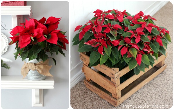 Decorating With Poinsettias For The Holidays