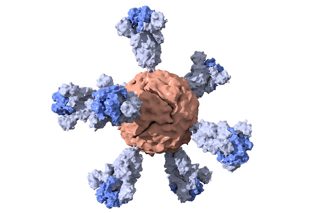 Schematic visualization of ferritin nanoparticle with shortened coronavirus spike proteins