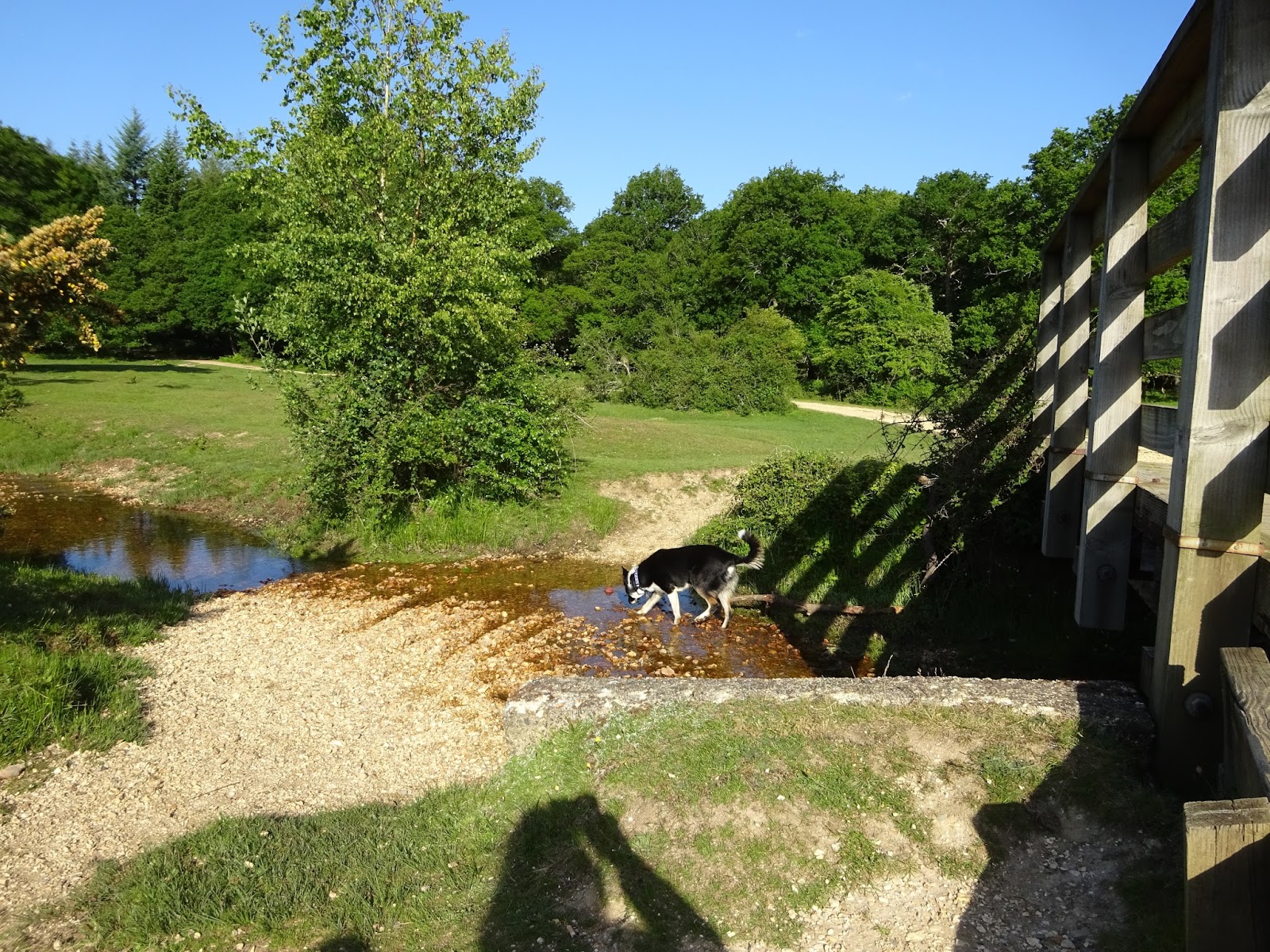 Another day, another walk Linford bottom, A walk in the New Forest